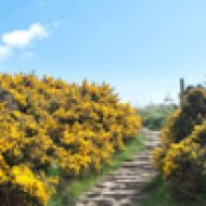 Cleveland pathway leading through colourful yellow gorse bushes as it wends its way along the Yorkshire coastline